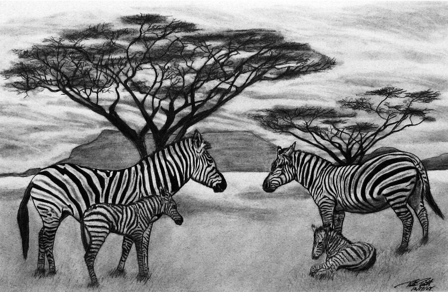 Wildlife Drawing - Zebra African Outback  by Peter Piatt