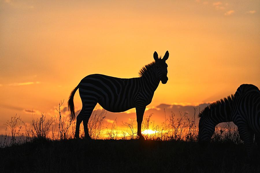 Zebra African Sunset Photograph by William Kennedy