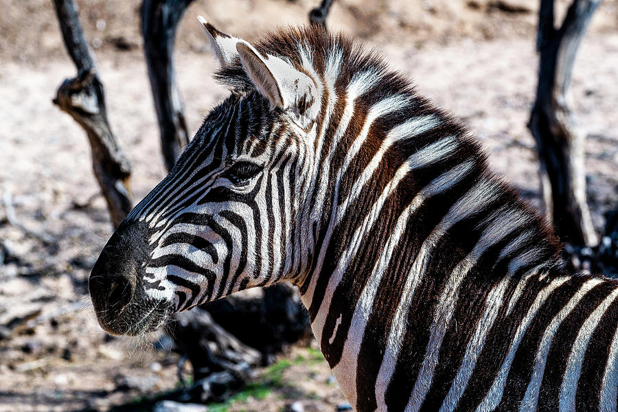 Zebra Photograph by Al Judge