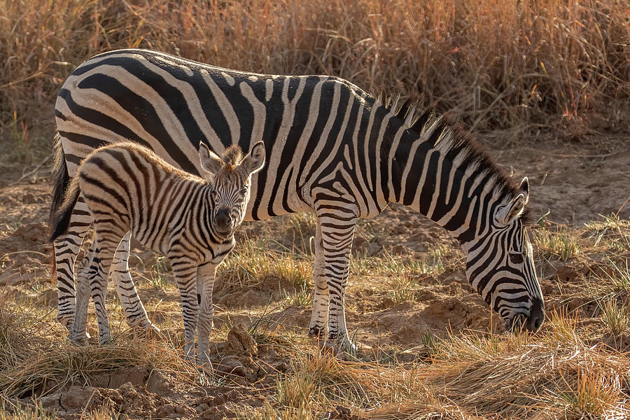 Zebra and Foal Photograph by MaryJane Sesto