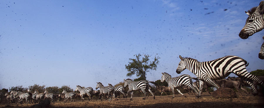 Zebra and Wildebeest mixed herd running Photograph by Anup Shah