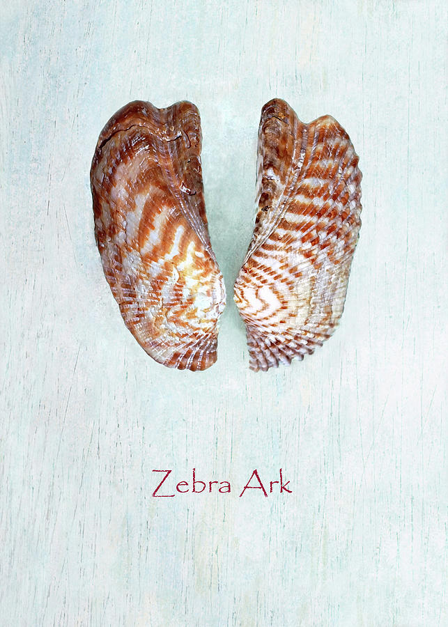 Zebra Ark Photograph by Kathi Mirto