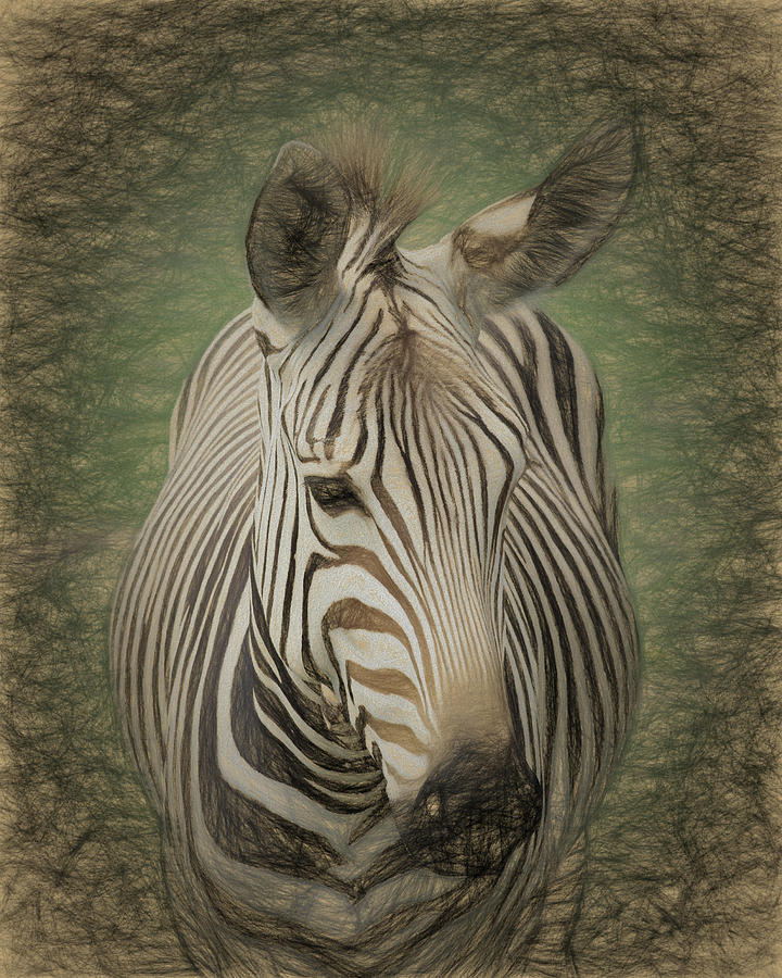  Zebra Art Photograph by Scott Olsen
