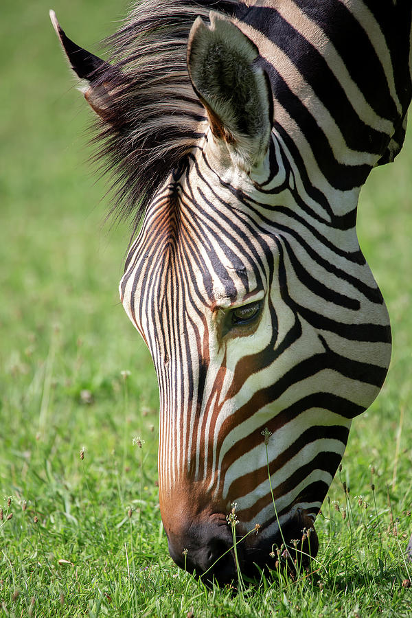 Zebra Artistry Photograph by Dale Kincaid