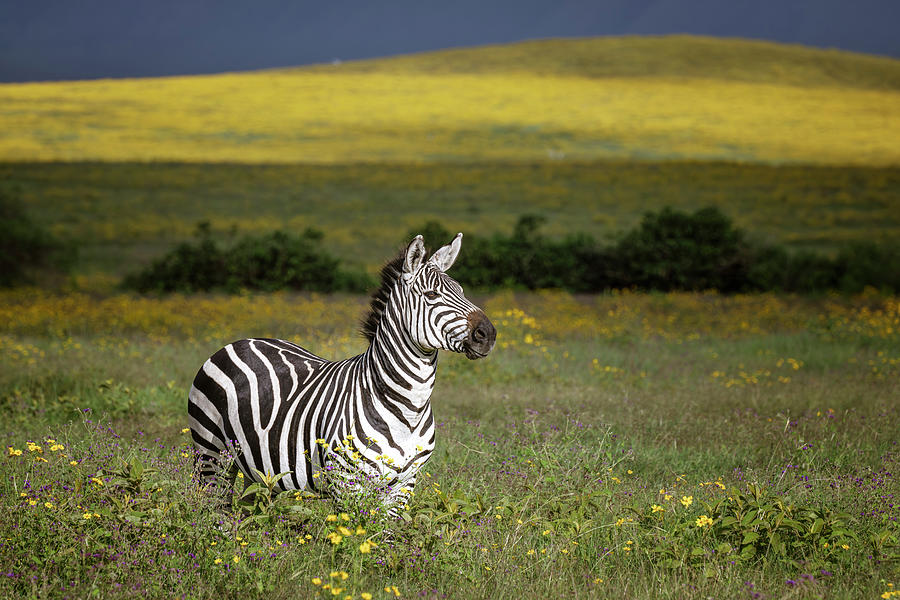 Zebra at Ngorogoro Crater Tanzania Africa Photograph by Joan Carroll
