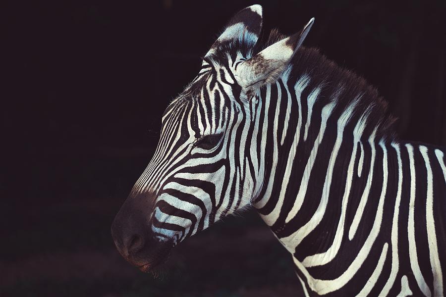 Zebra At Night Photograph by World Art Collective