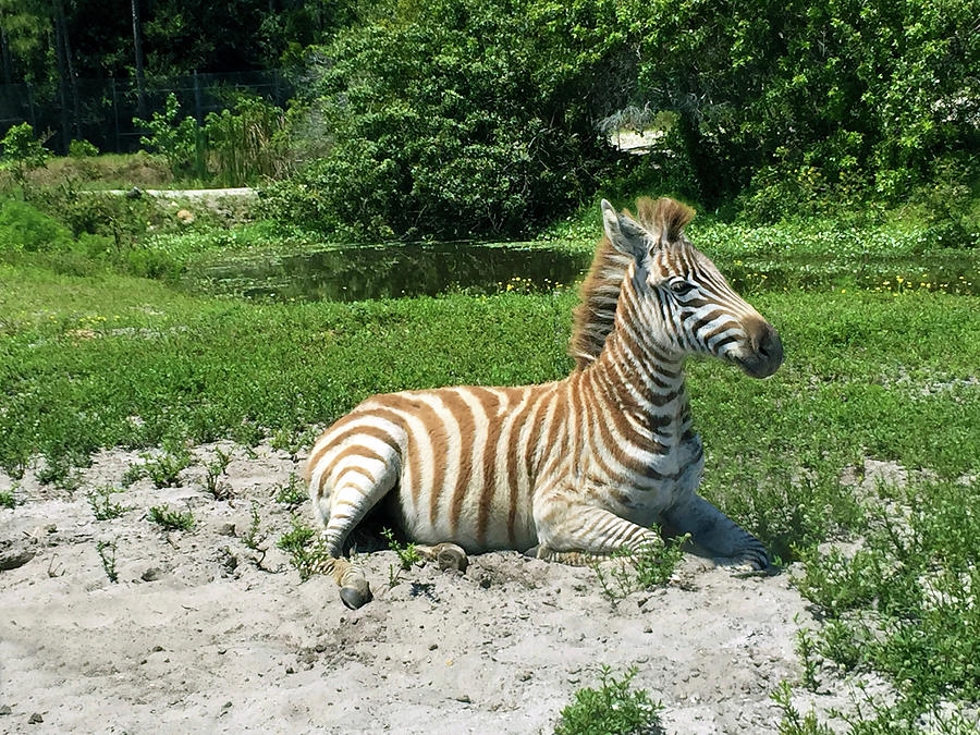 Zebra Baby Photograph by Karen Zuk Rosenblatt