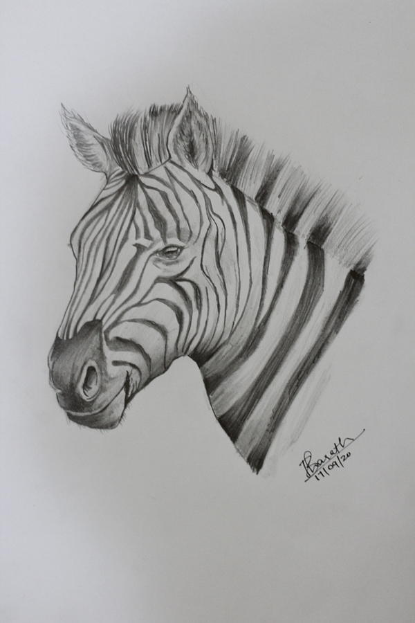 zebra pencil drawing