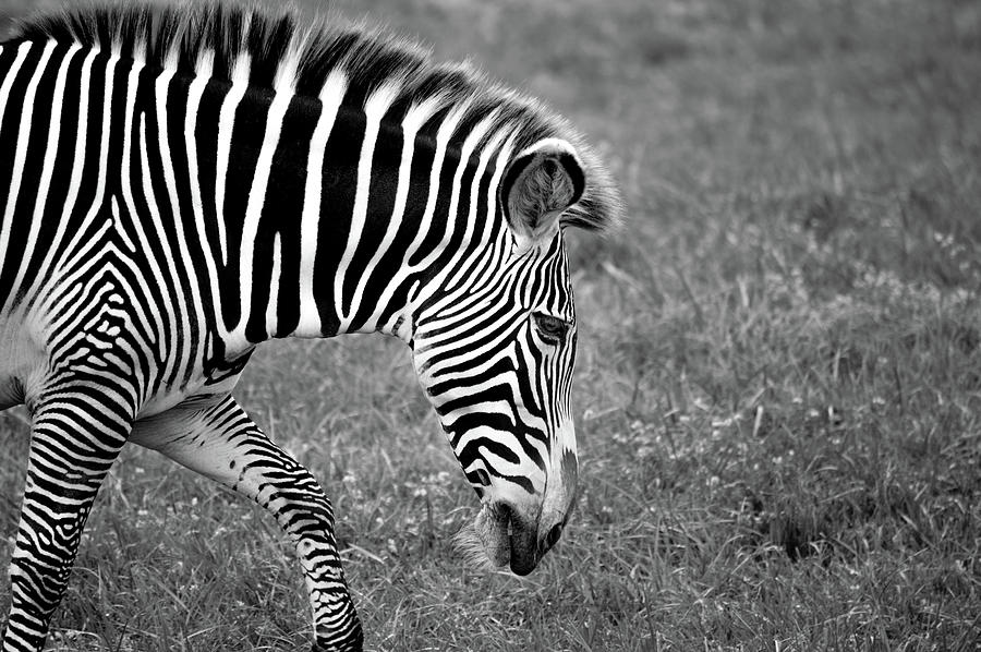 Zebra Black and White Photograph by Deborah M