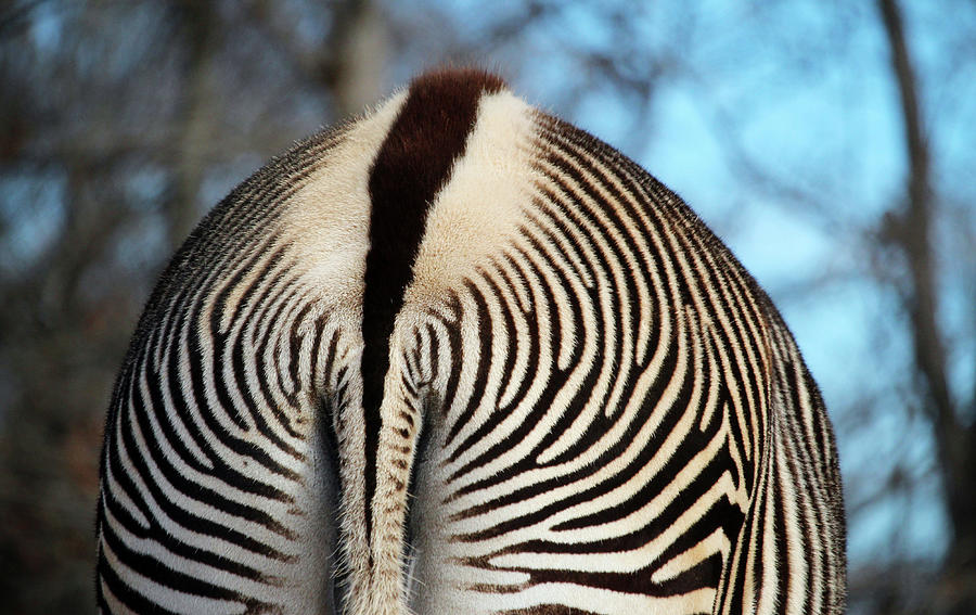 Zebra Butt And Tail Photograph by Cynthia Guinn