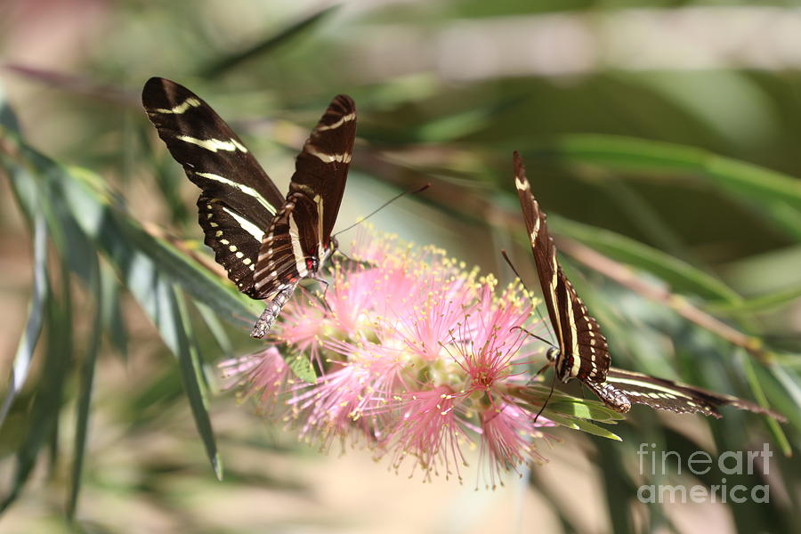 Zebra Butterflies Photograph by Vivian Krug Cotton