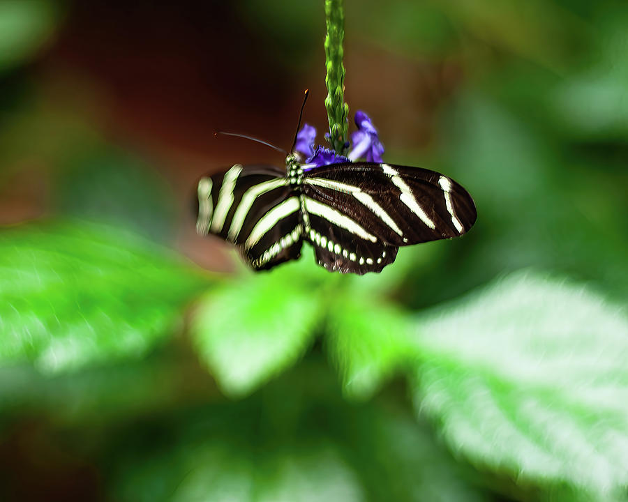 Zebra Butterfly 01 Photograph by Flees Photos