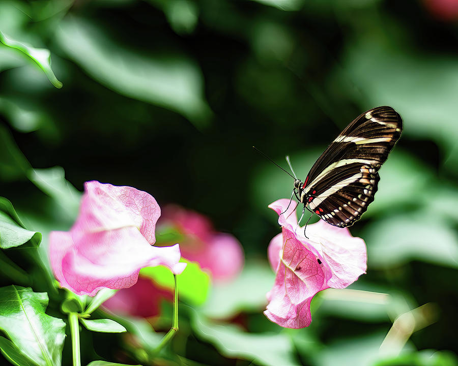 Zebra Butterfly 02 Photograph by Flees Photos