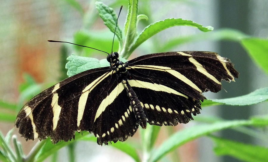 Zebra Butterfly Photograph by Bill Barber