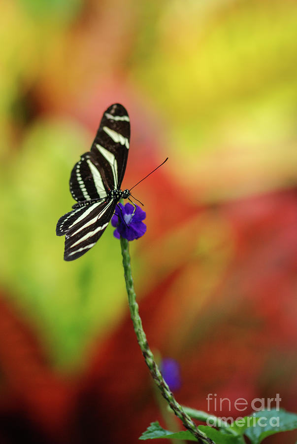 Zebra Butterfly on Flower Stalk Photograph by Nancy Gleason