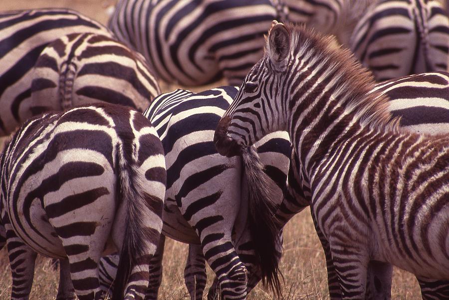 Zebra Butts Head Photograph by Russ Considine