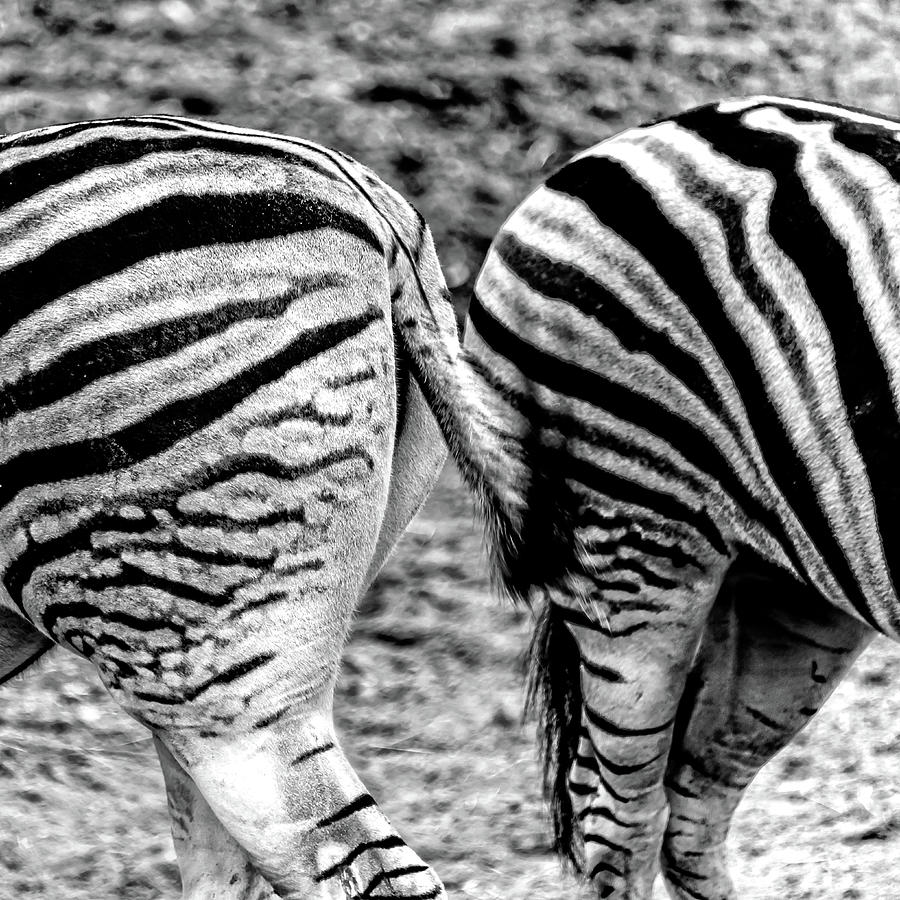 Philadelphia Photograph - Zebra Butts Philadelphia PA by Louis Dallara