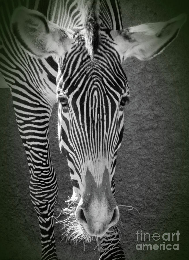 Zebra Photograph by Cheryl Del Toro