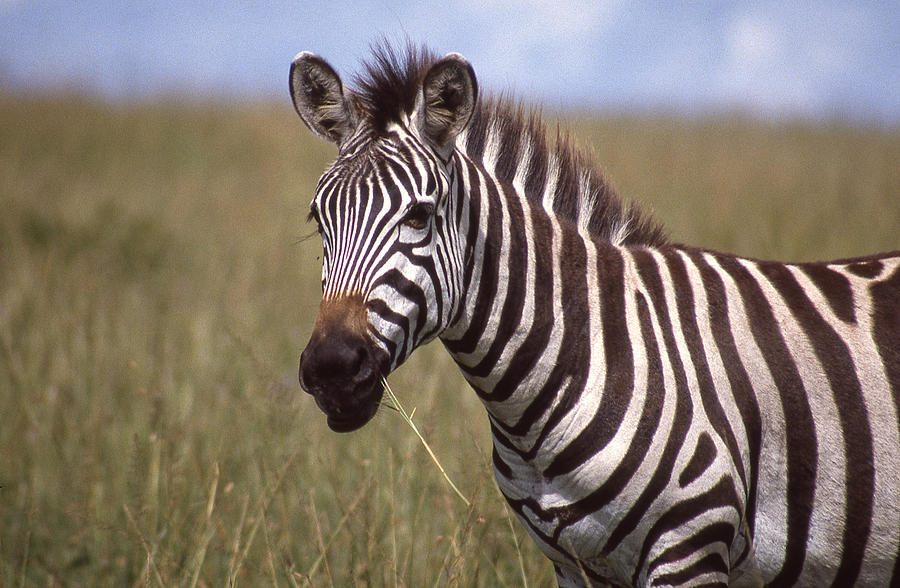 Zebra Chewing Grass Photograph by Russel Considine