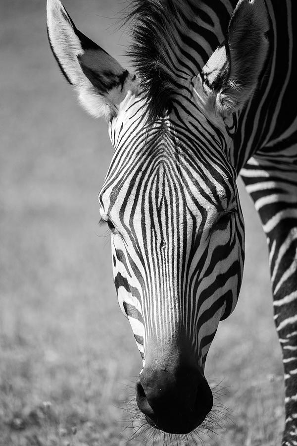 Zebra Close Up Photograph by Dale Kincaid