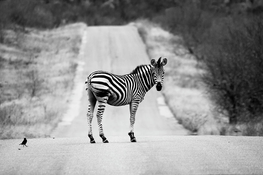 Zebra Crossing Photograph by Mia Badenhorst