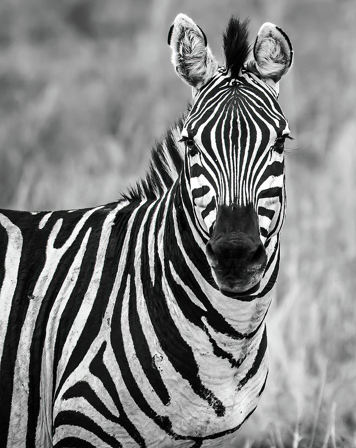 Zebra Photograph by David Hart
