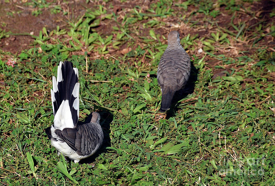 Zebra Doves Photograph by Cindy Murphy