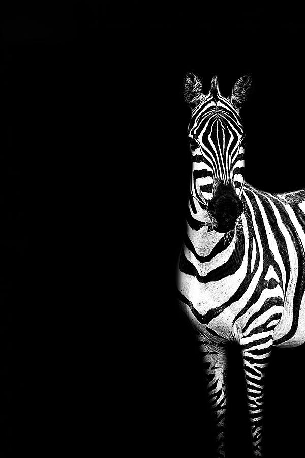 Zebra Drama Photograph by Kay Brewer