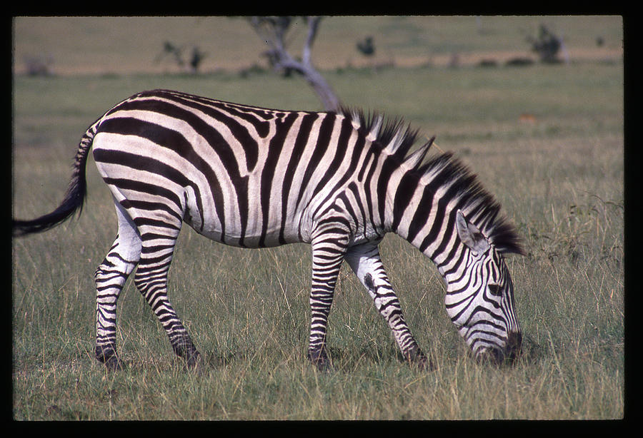 Zebra Eating in Field Photograph by Russ Considine