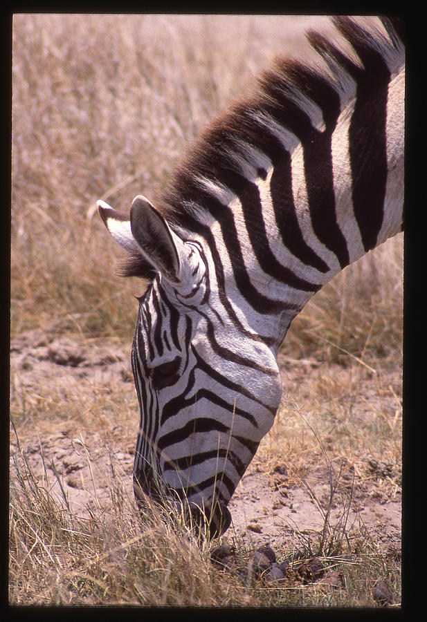 Zebra Eating Up Close Photograph by Russ Considine
