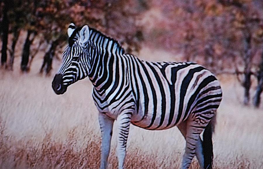 Zebra Photograph by Ee Photography