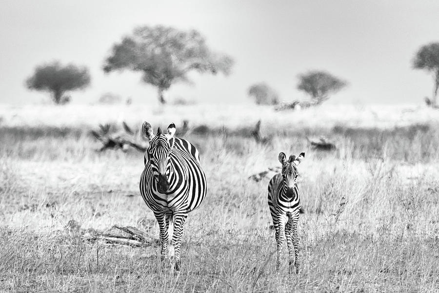 Zebra Photograph by Ewa Jermakowicz