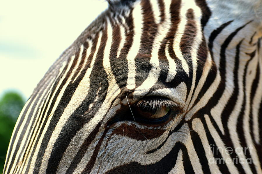 Zebra Eye Photograph by Bailey Maier