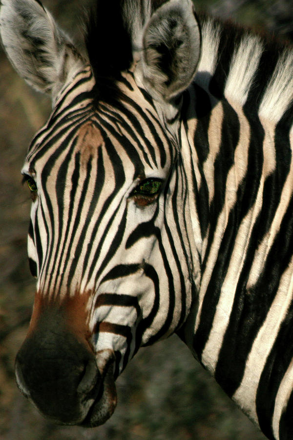 Zebra Eye Photograph by Karen Zuk Rosenblatt