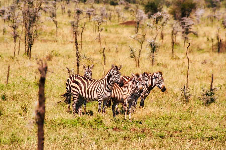 Zebra Family Photograph by Bruce Block