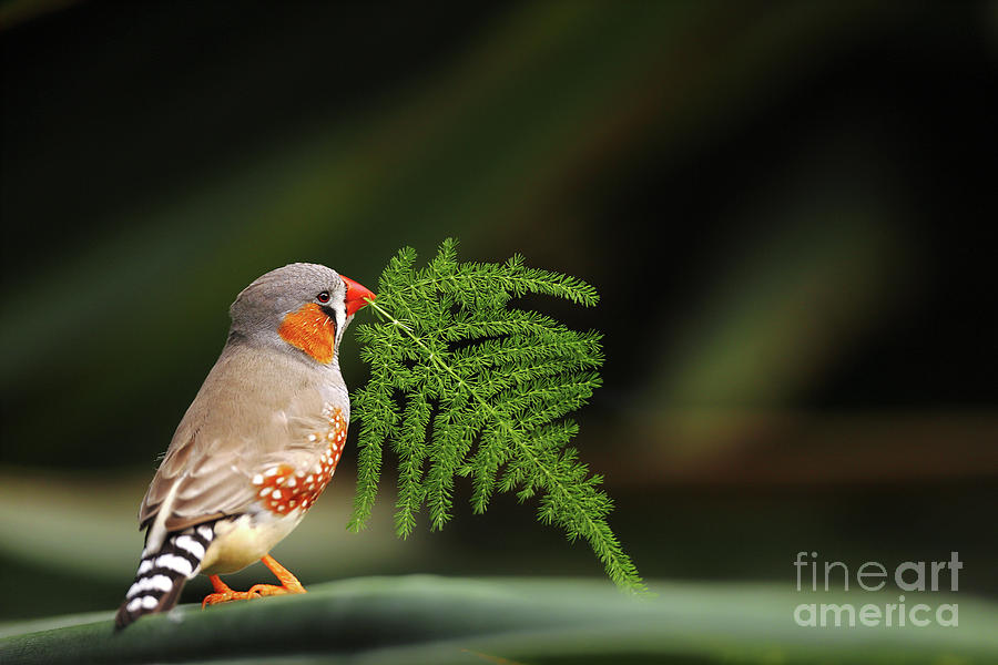 Zebra finch Photograph by Frederic Bourrigaud