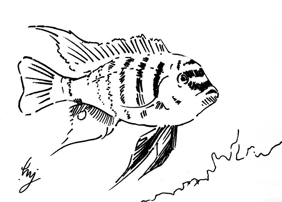Zebra fish line drawing illustration Drawing by Mike Jory