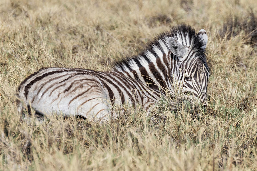 Zebra Foal in the Grass Photograph by Belinda Greb