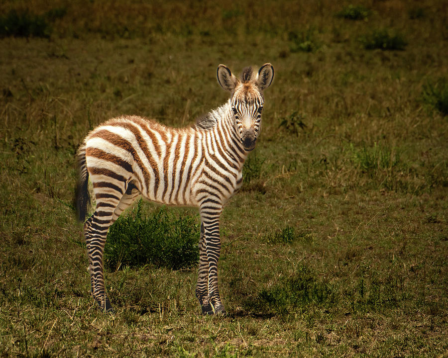 Zebra Foal Photograph by Janis Knight