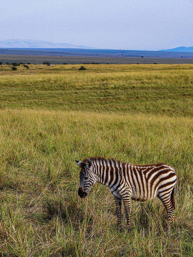 Zebra Foal on Masai Mara Photograph by Julie A Murray - Fine Art America