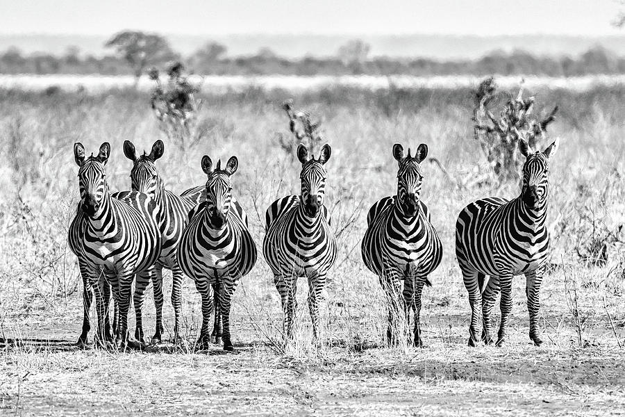 Zebra Gang #1 Photograph by Ewa Jermakowicz