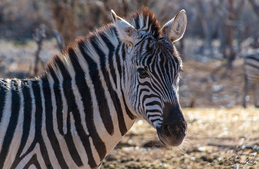 Zebra Photograph by Gene Lee