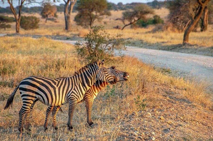 Zebra Glee, Serengeti National Park Photograph by Marcy Wielfaert