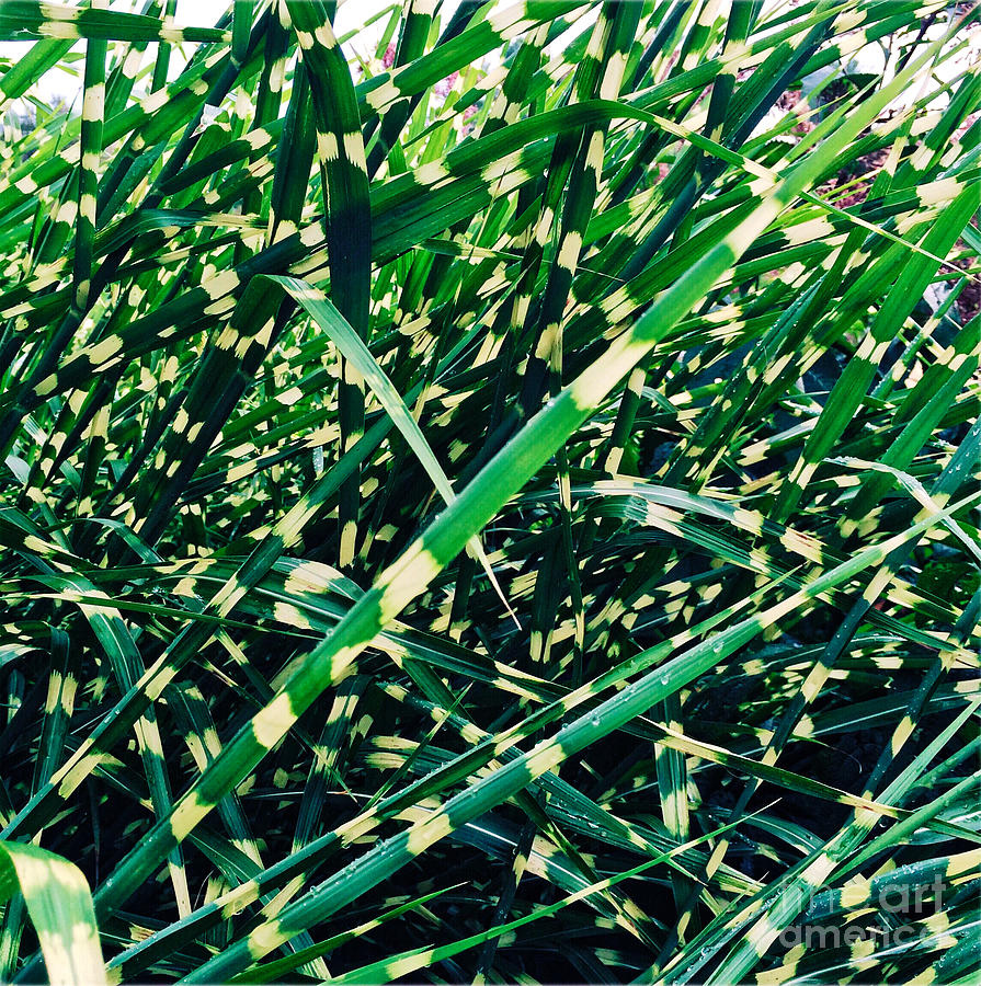 Zebra Grass Photograph by Onedayoneimage Photography