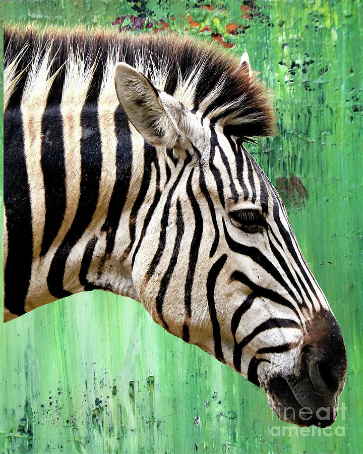 Zebra Green Abstract Background Photograph by Denise McAllister - Fine