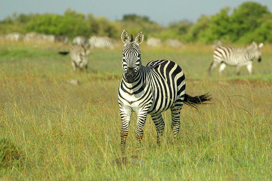 Zebra Guarding the Herd Photograph by Steve Templeton