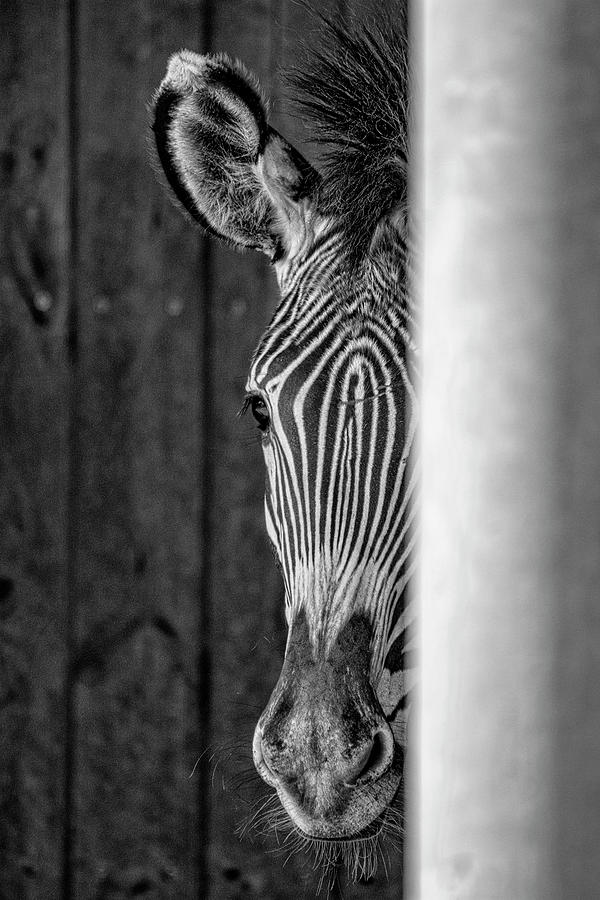 Zebra Half Portrait In Black And White Photograph