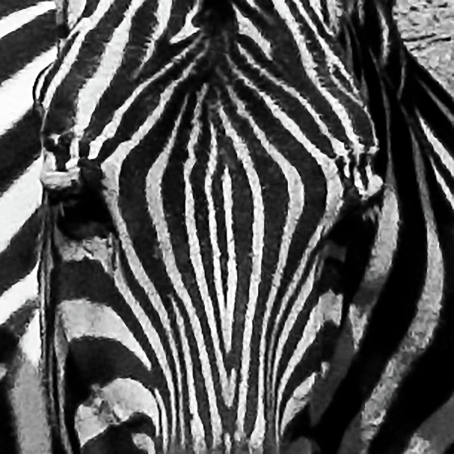 Zebra Head in Philadelphia PA Zoo Photograph by Louis Dallara