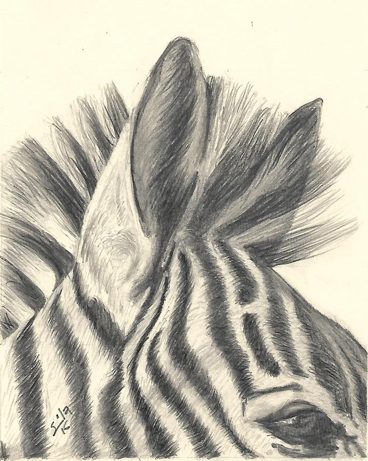 Zebra Head Drawing by Sila Millanzi Fine Art America