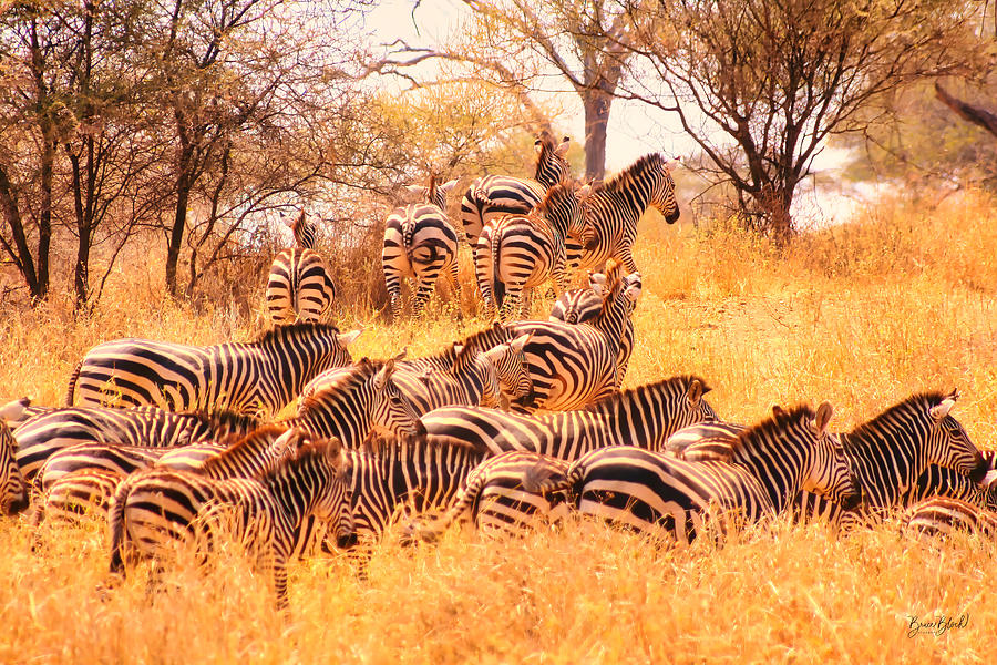 Zebra Herd Photograph by Bruce Block